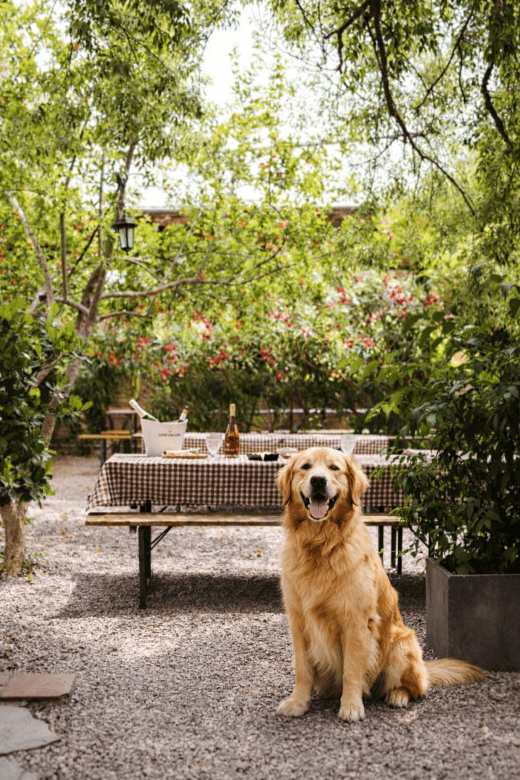 Smiling golden retriever sits in a lush garden beside a picnic table with checkered tablecloth.